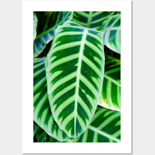 Green Zebra Plant Leaf Posters and Art